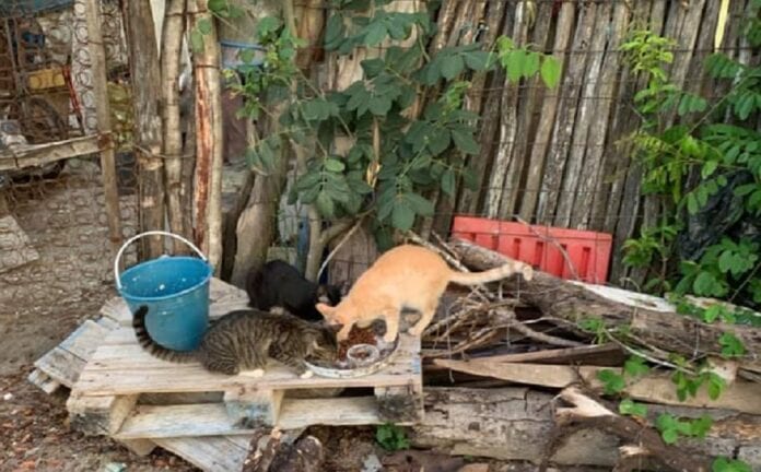 Piden apoyo y alimento para animalitos de Doña Elda en Tulum; ella está internada por Covid