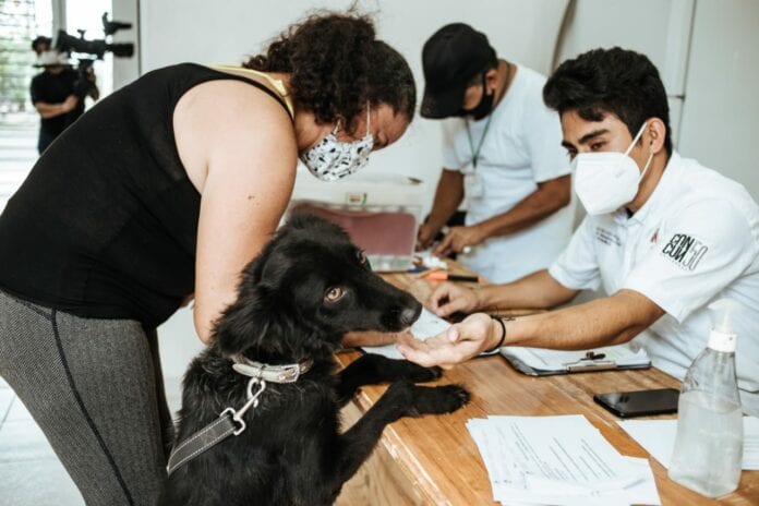 Son 30 lomitos en Cancún quienes buscarán un hogar amoroso; te decimos cómo adoptar