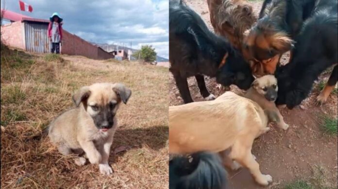 Dan bienvenida llena de amor a cachorrito en refugio