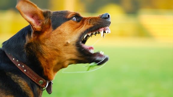 Fallece un niño de 5 años por las mordeduras de un perro
