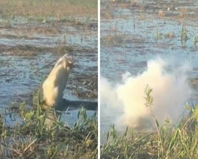 VIDEO VIRAL: Cocodrilo se devora un dron, empieza a toser humo VIDEO VIRAL: Cocodrilo se devora un dron, empieza a toser humo