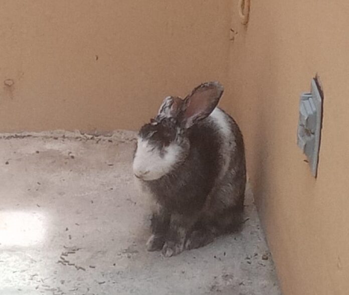 Vecina salva a conejita en Playa del Carmen y denuncia presunto maltrato animal ok Vecina salva a conejita en Playa del Carmen y denuncia presunto maltrato animal