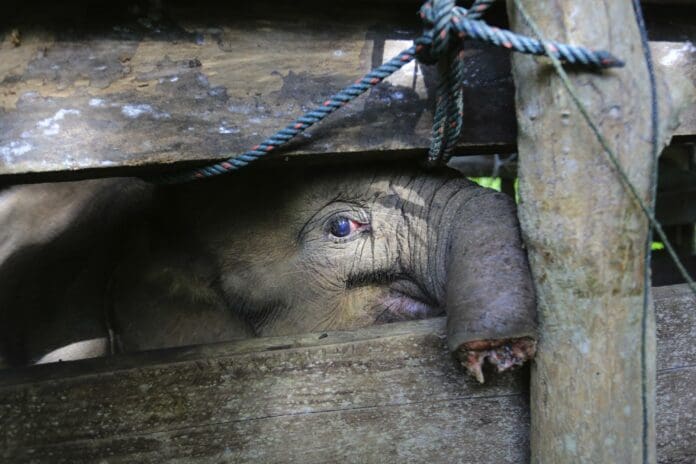 A una semana de su rescate, muere bebé elefante que perdió media trompa en trampa de cazadores furtivos