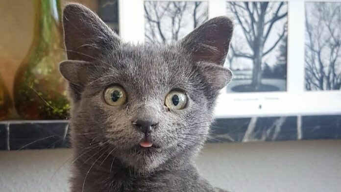VIRAL: Gatita con 4 orejas es adoptada y conquista las redes sociales