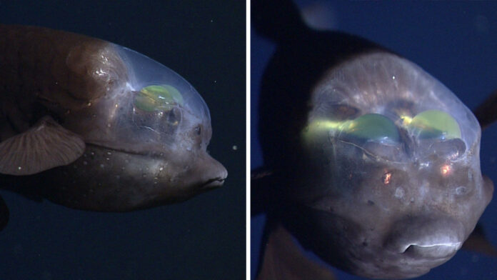 Video: Científicos graban un extraño pez de cabeza transparente y ojos verdes tubulares