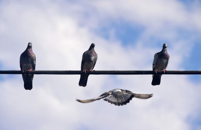 Los pájaros no son reales