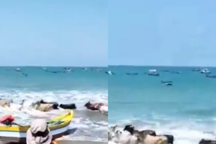 Viral: Vacas se meten a nadar al mar y sorprenden a turistas