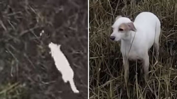 VIDEO: Rescatan a perrito de un pantano usando un salchichón amarrado a un dron