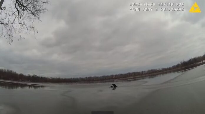 VIDEO: Policía rescata a perrita que cayó en un lago congelado