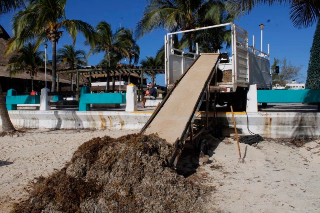 Alista gobierno de Puerto Morelos plan para mitigar el impacto del sargazo