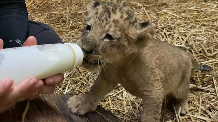 VIDEO: Nació Simba, el primer cachorro de león concebido por inseminación artificial