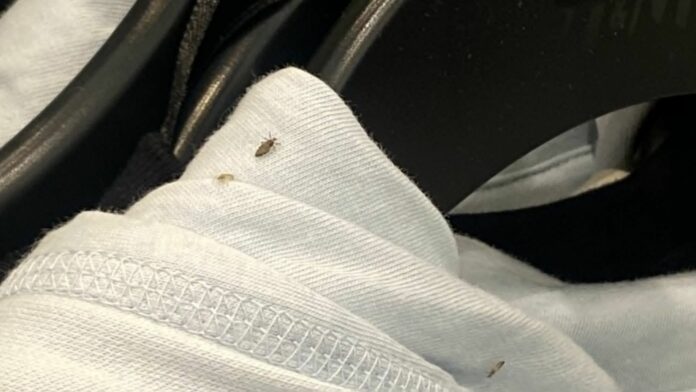 Empleada de H&M publica fotos de la ropa con piojos y causa polémica