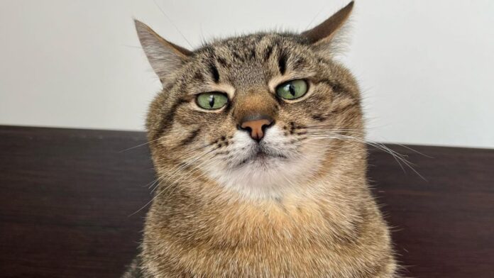 el gato que ha recaudado miles de dólares para ayudar animales en Ucrania