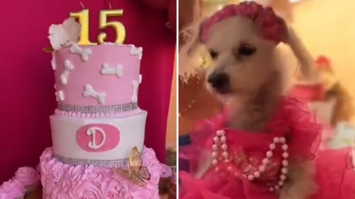 Una perrita fue homenajeada con todo al cumplir sus 15 años, pues le organizaron una gran fiesta con vestido y fiesta.