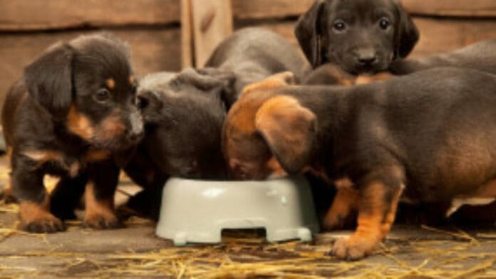 Anuncian Croquetón en Playa del Carmen para ayudar a perros de la calle