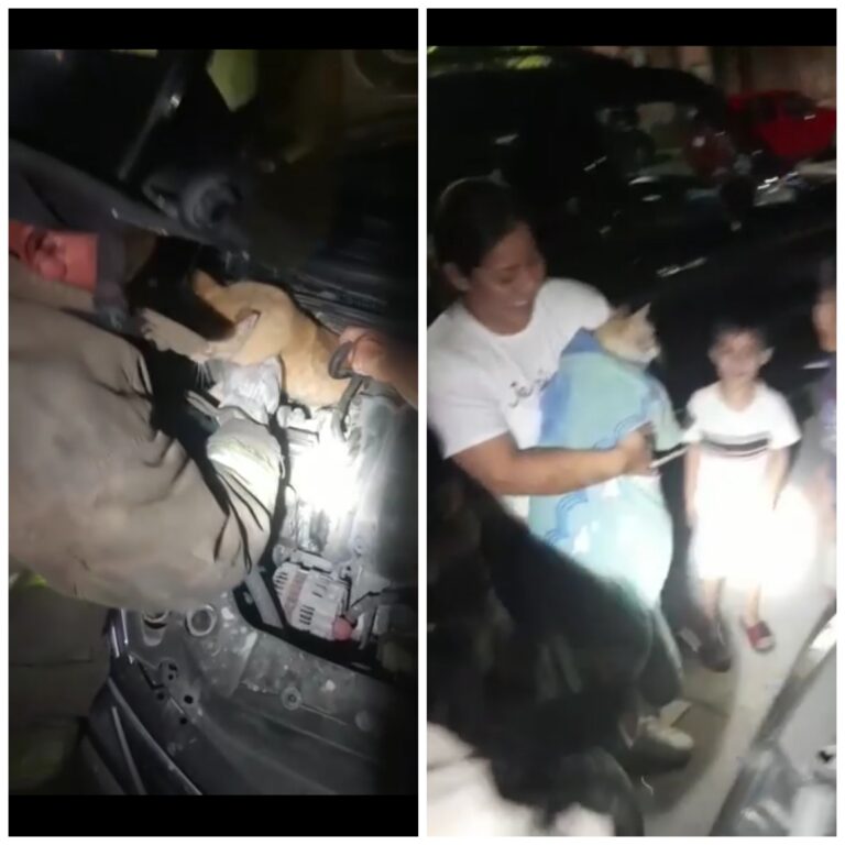 VIDEO: Captan enternecedor rescate de un gatito en Cancún