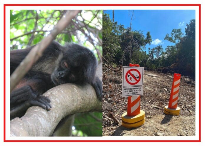 VIDEO: Hábitat del mono araña en Akumal quedó reducido a un cementerio de árboles por el Tren Maya