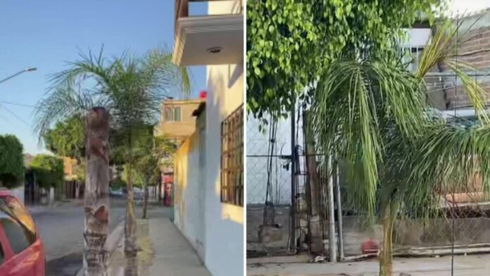 Amanece sin la mitad de la palma de su casa, la encuentra sembrada en la del vecino