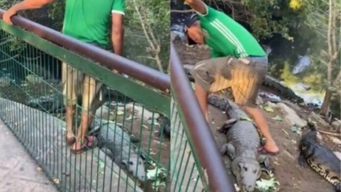 Video: Sujeto ebrio ingresa a zona de cocodrilos y los patea