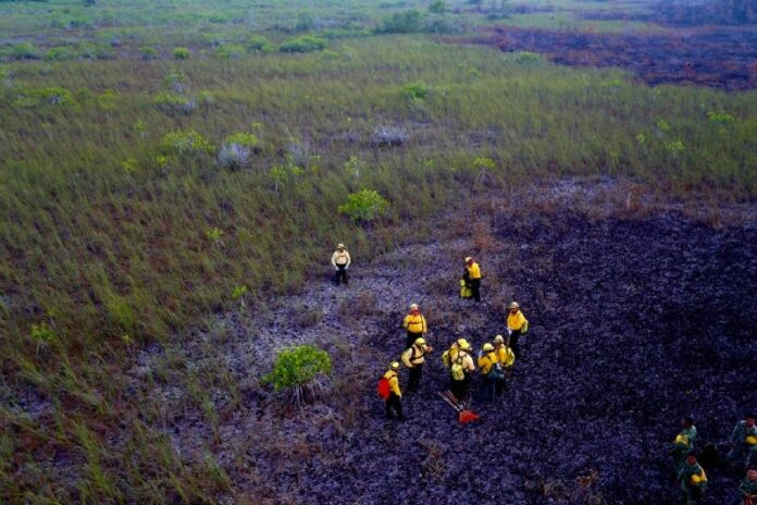 Estrecha coordinación para atender incendios y proteger flora y fauna de Quintana Roo