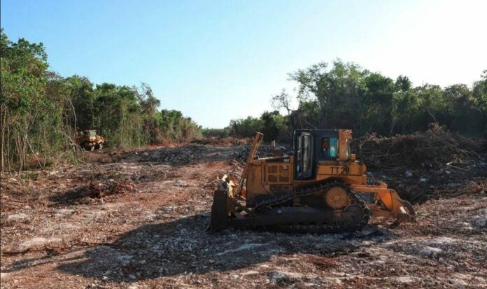 Los ambientalistas dicen que tras la suspensión del Tren Maya toca a todos cuidar el medio ambiente para que algo así no ocurra de nuevo. Foto: Redes sociales