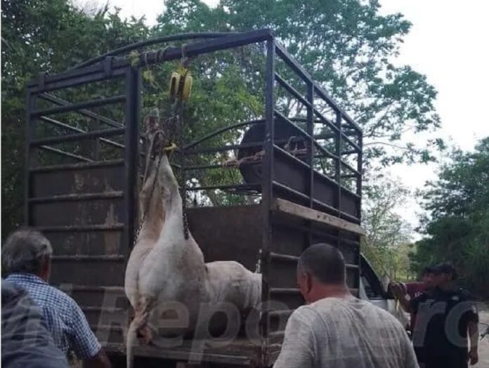 Niño de siete años termina en el hospital tras ser embestido por un toro en Yucatán