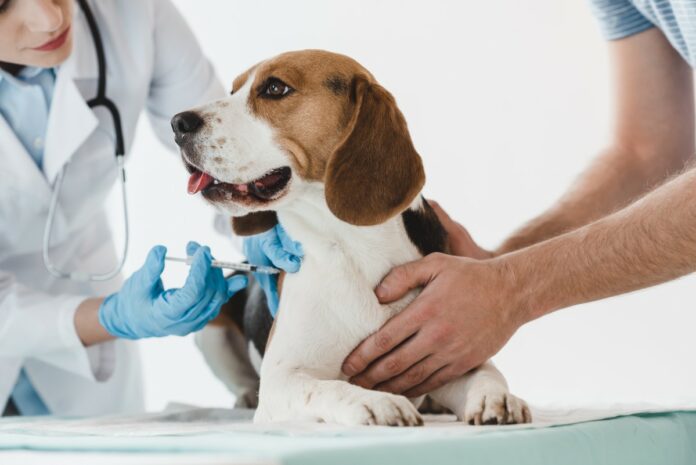 Brigadas de Vacunación para caninos y felinos