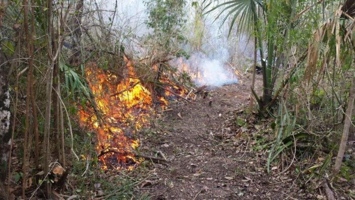 Alertan por incendios forestales en la Riviera Maya