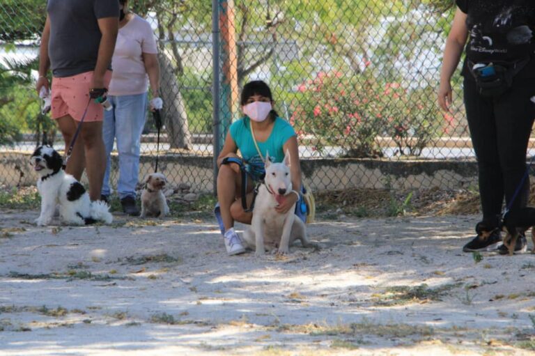 Imparten segundo curso de obediencia básica para binomios caninos