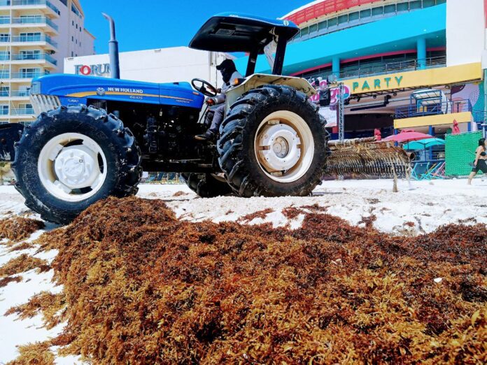 Convertirán sargazo recolectado en Cancún en fertilizante orgánico