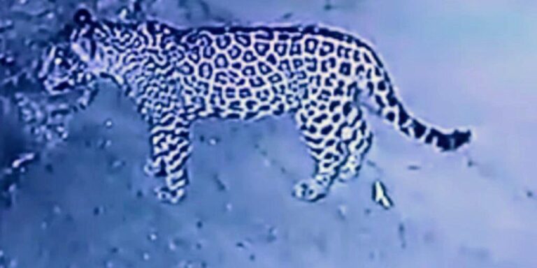 Invasión de hábitat y sequía deriva en avistamiento de fauna salvaje