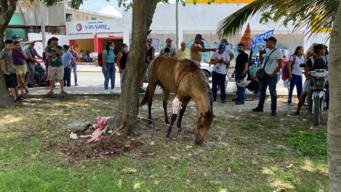 Caballo desbocado choca contra dos vehículos en Cancún