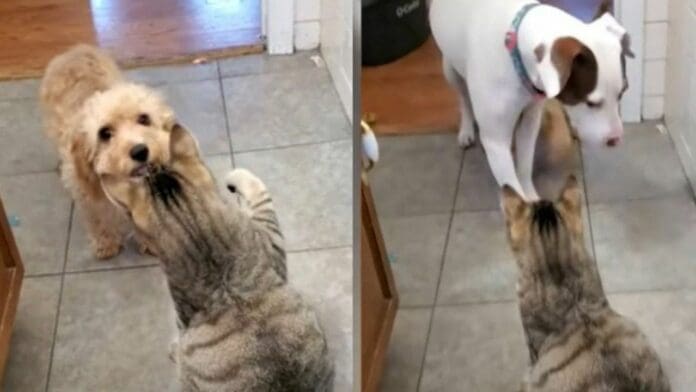 VIDEO: lomito pide ayuda a un perro más grande para que lo defienda de un gato