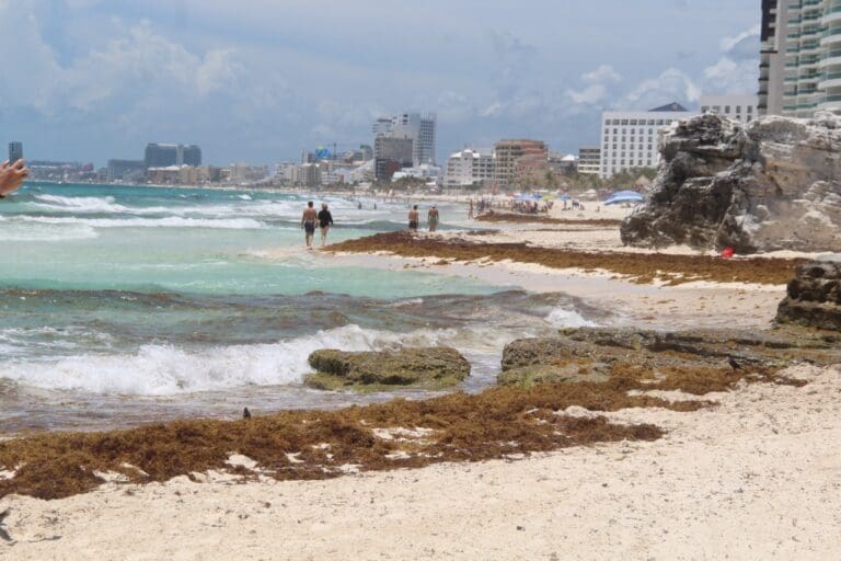 Recale de sargazo en el estado, a nada de entrar a su etapa más crítica del 2022, asegura Red de Monitoreo