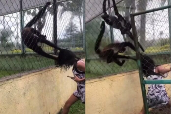 Niña molesta a mono en zoológico y él se desquita jalándole el cabello