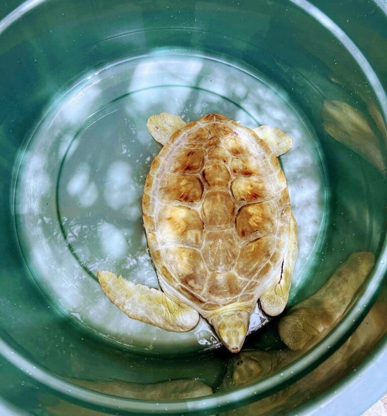 Rescatan a tortuga albina que estaba en cautiverio en una casa de Villas Otoch Paraíso, en Cancún