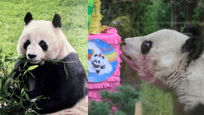 Muere la panda más longeva de México