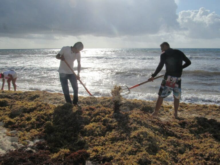 Redoblan esfuerzos con programa "Todos contra el sargazo"