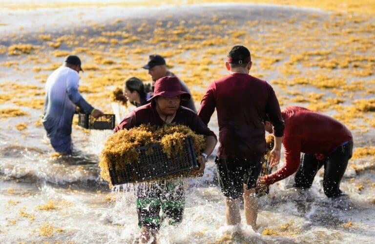 Exitosa jornada de “Todos contra el sargazo” en Cancún
