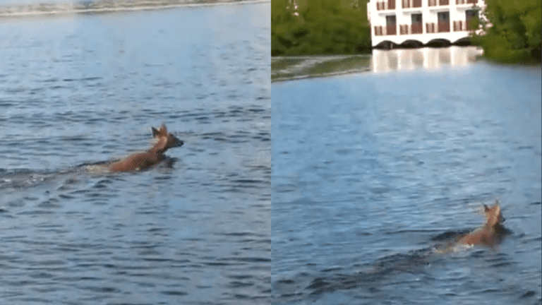 Captan a venado en la Laguna de Nichupté en Cancún