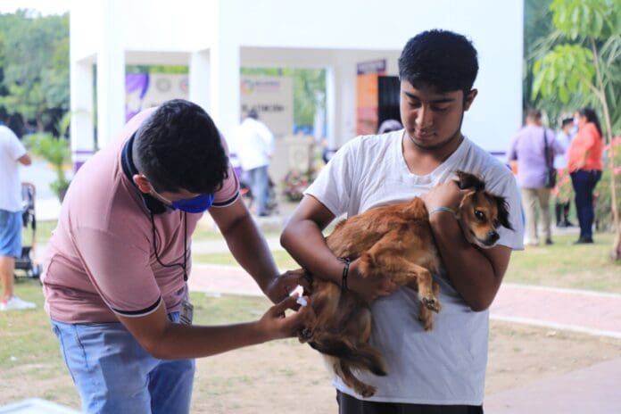 Solidaridad se prepara para jornada de vacunación antirrábica felina y canina