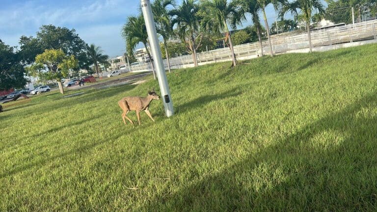 Aparece un venado en el distribuidor vial de Cancún