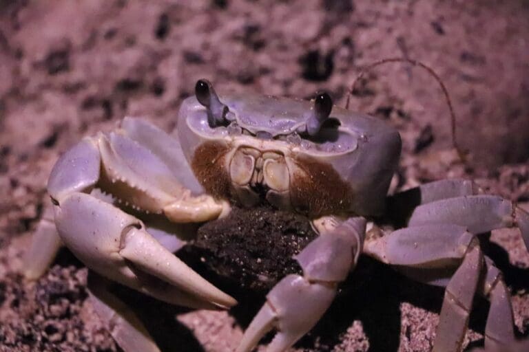 Exitosa campaña de protección al cangrejo azul en Cancún