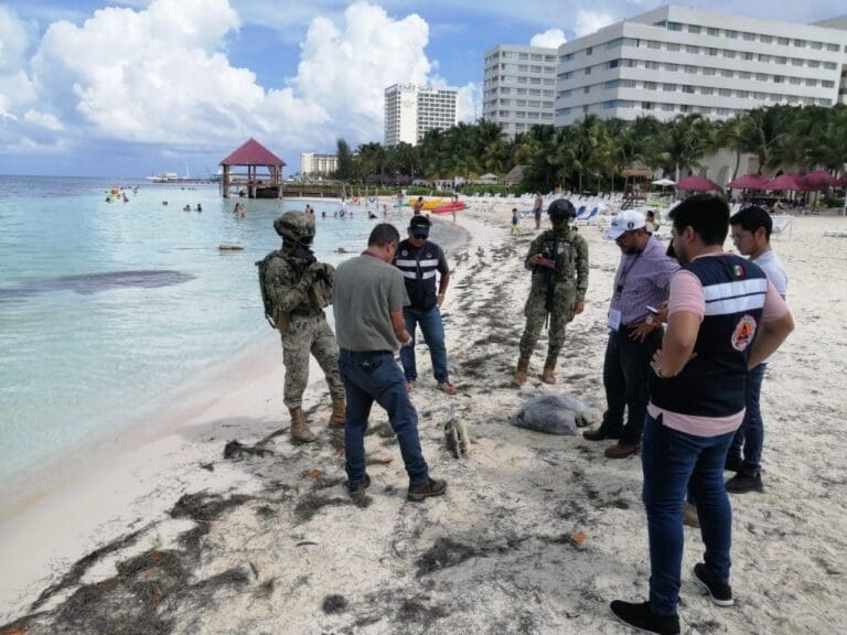 Encuentran cabeza de cocodrilo en playa de Cancún