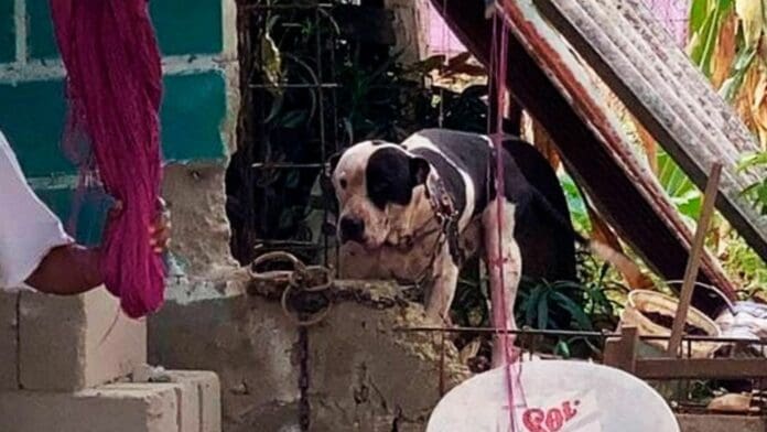 Confirman que 'Max', pitbull que atacó a ladrón en Chiapas, no será sacrificado