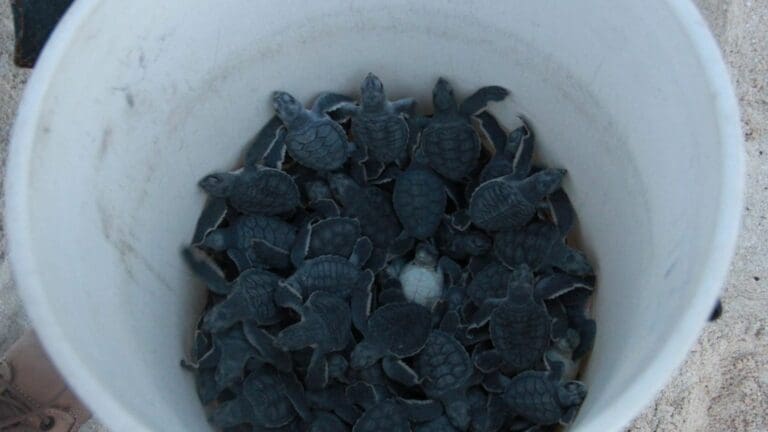 Protege gobierno de Benito Juárez más de un millón de huevos de tortuga marina