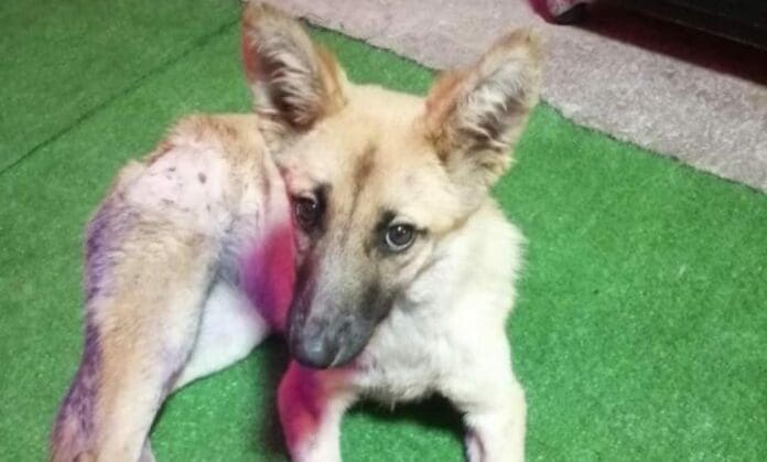 La gente exige justicia para una perrita que fue asesinada a puñaladas en Milpa Alta, en la Ciudad de México este 24 de diciembre.