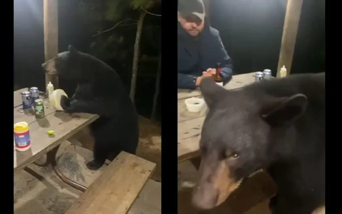 VIDEO Oso se acerca a campistas y le ofrecen ‘una cheve’ en Nuevo León