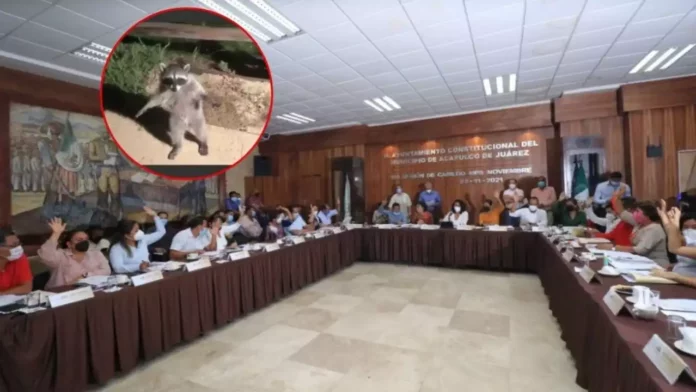 Video Mapache cae del techo en plena sesión de Cabildo en Acapulco