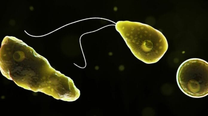 Hombre muere por una ameba “comecerebros” tras lavarse el rostro con agua de la llave